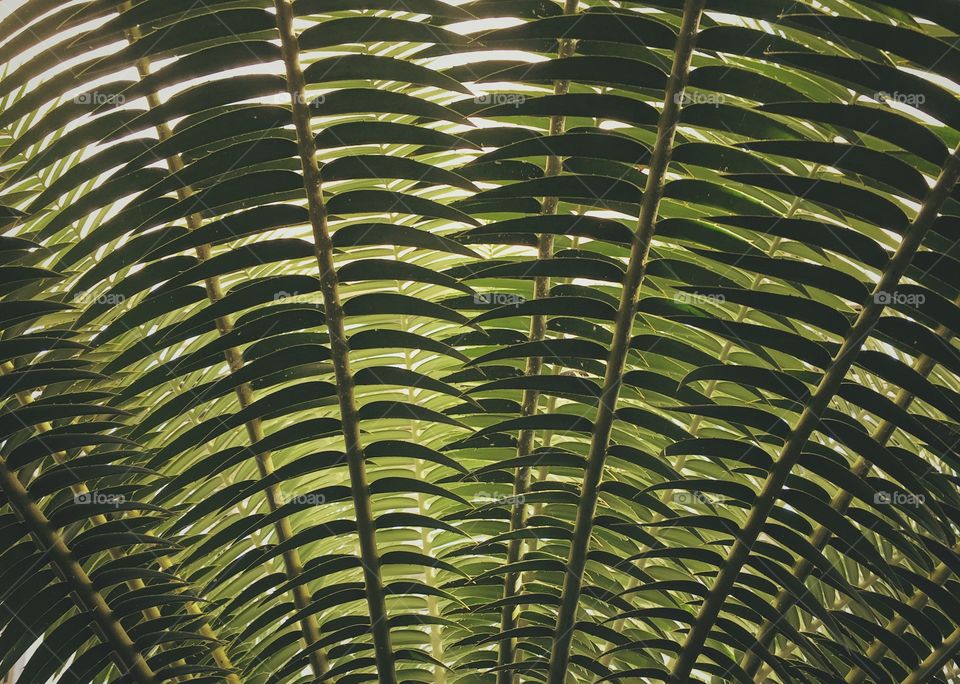 Palm fronds in shadow