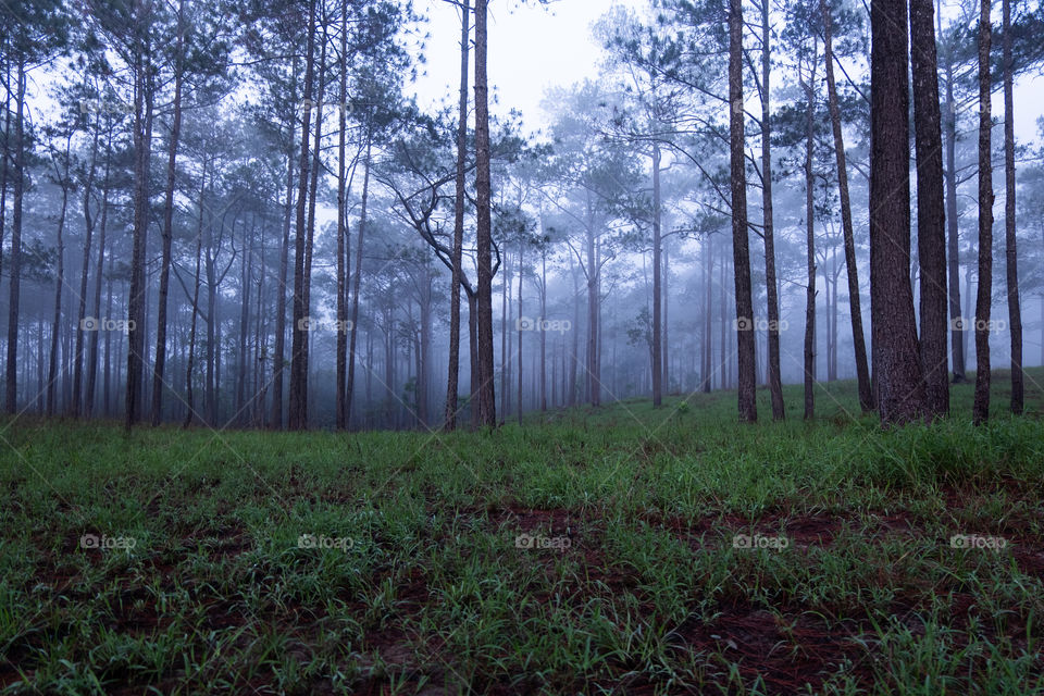 Tall skinny trees in a foggy forest