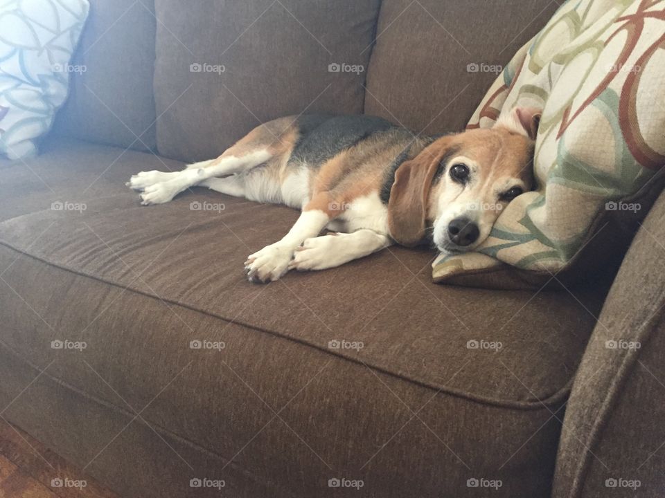 Cute old beagle on couch