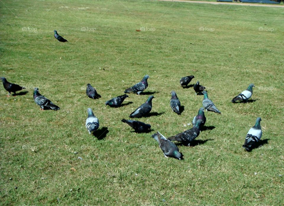 PIGEONS