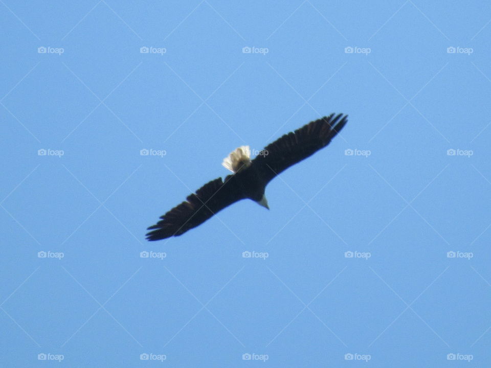 Bald eagle