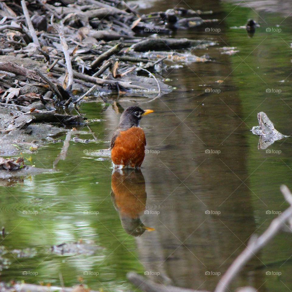 Bird reflecting on water
