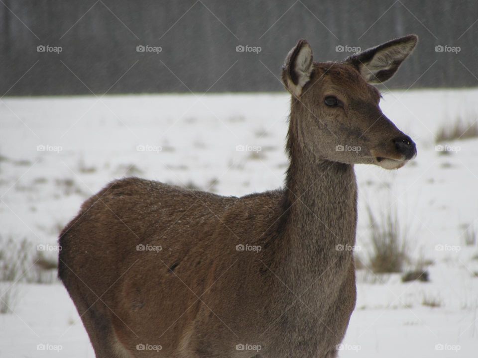 Deer in the winter