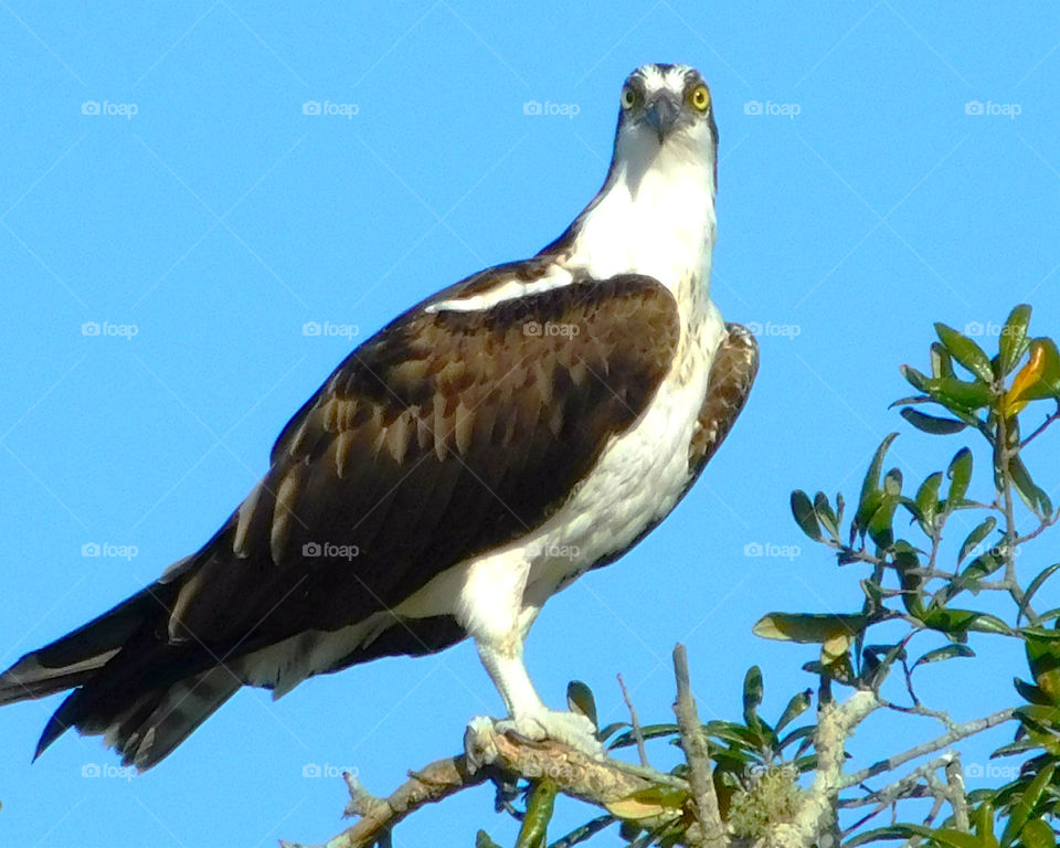 "Osprey perched in his observation tower!