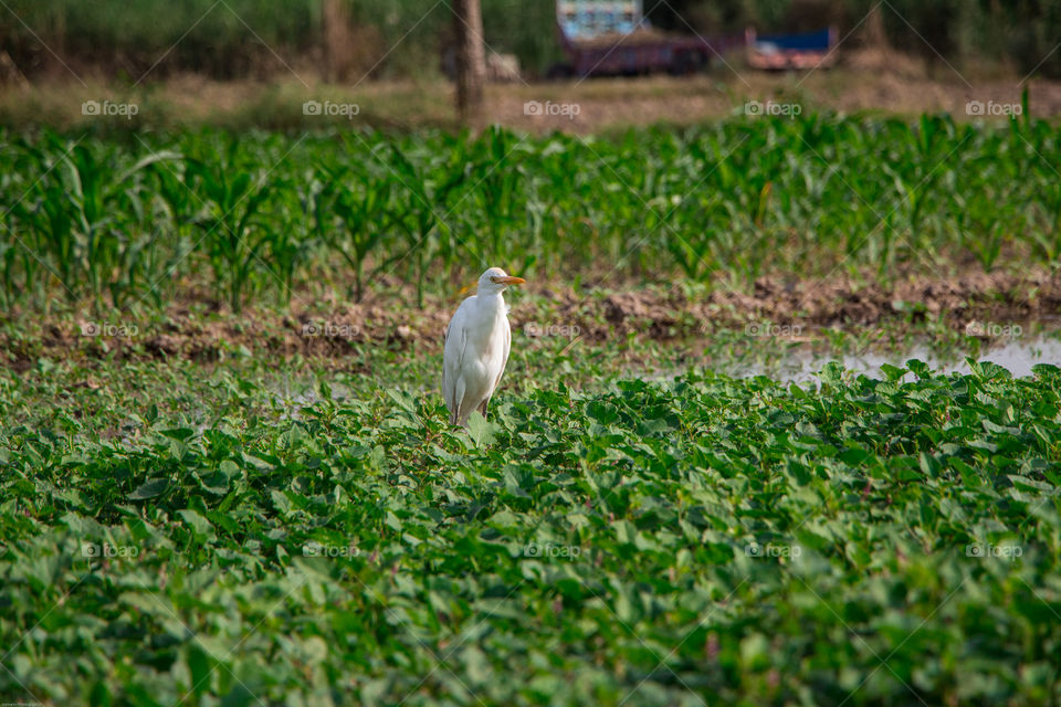 White bird