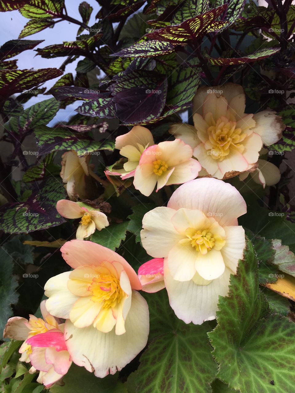 Blossoms and leaves