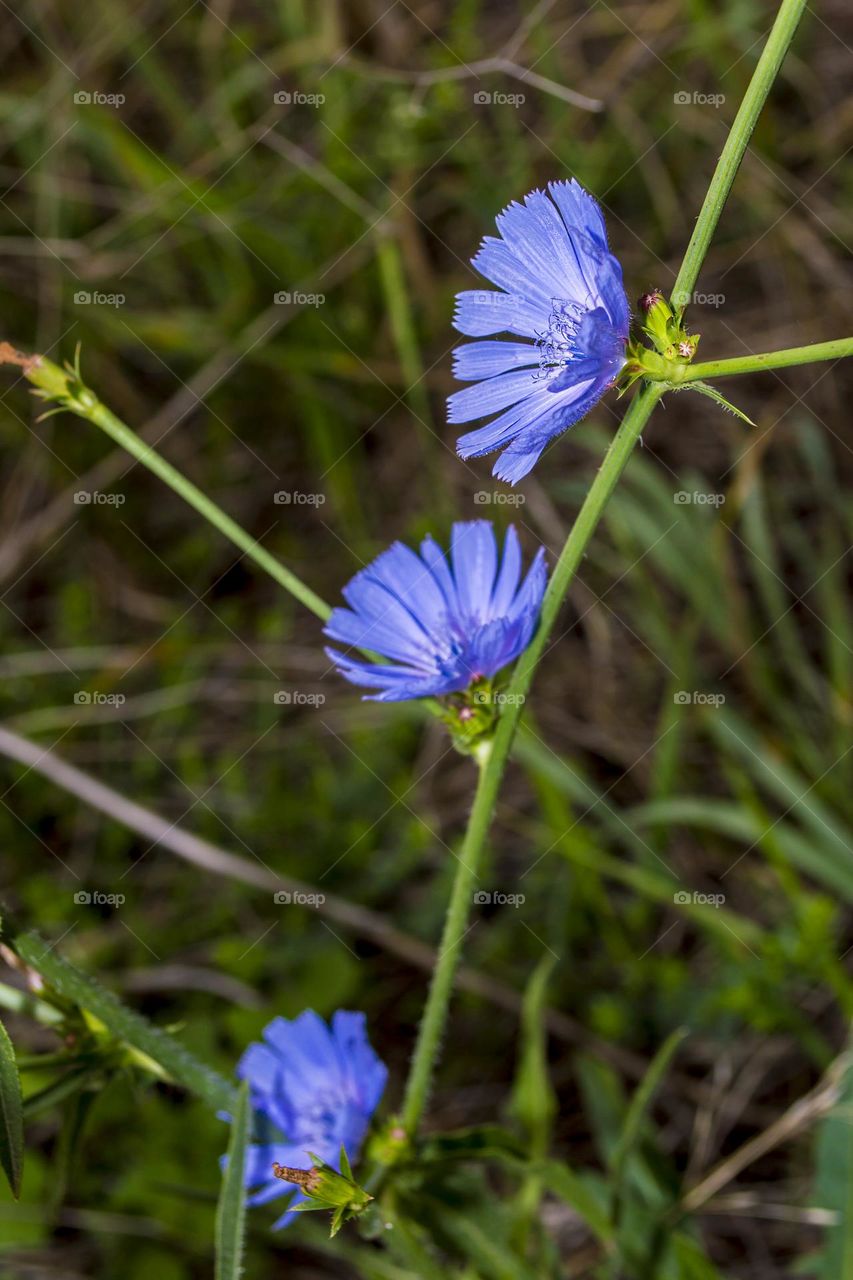 Chicory (coffee substitute)