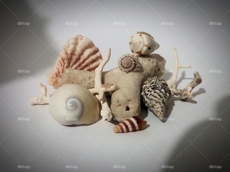 shell collection  2