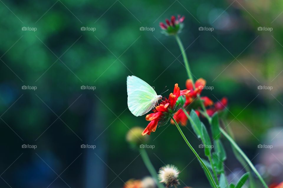 Butterfly and flower