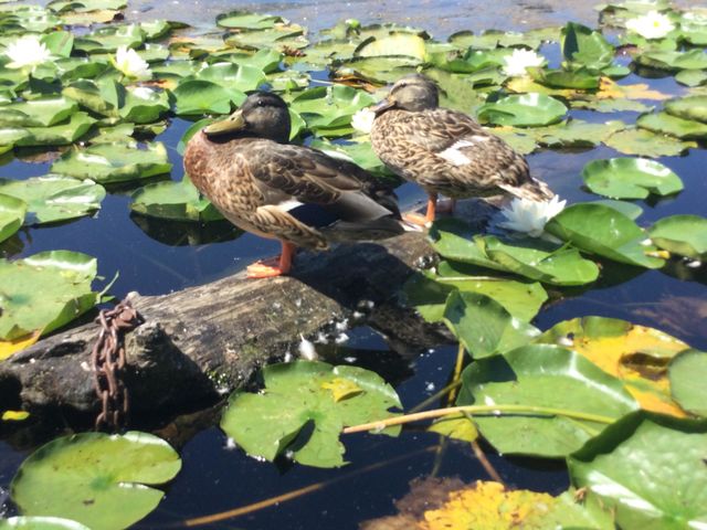 A couple ducks on a log surrounded by water lilies