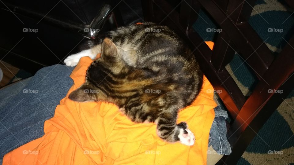 Hemingway kitten sleeping on dirty clothes