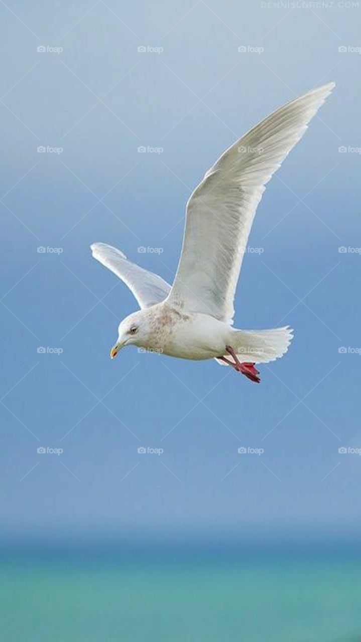 Bird, Seagulls, Nature, Wildlife, Flight