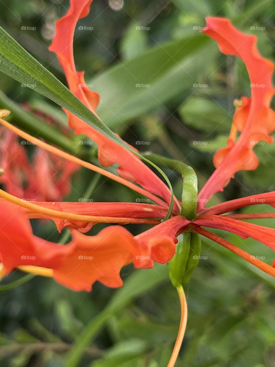 Flowers in my garden that grow naturally.