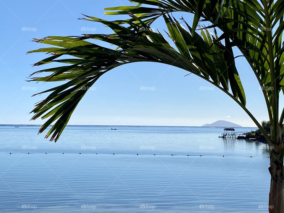 Sea and palms