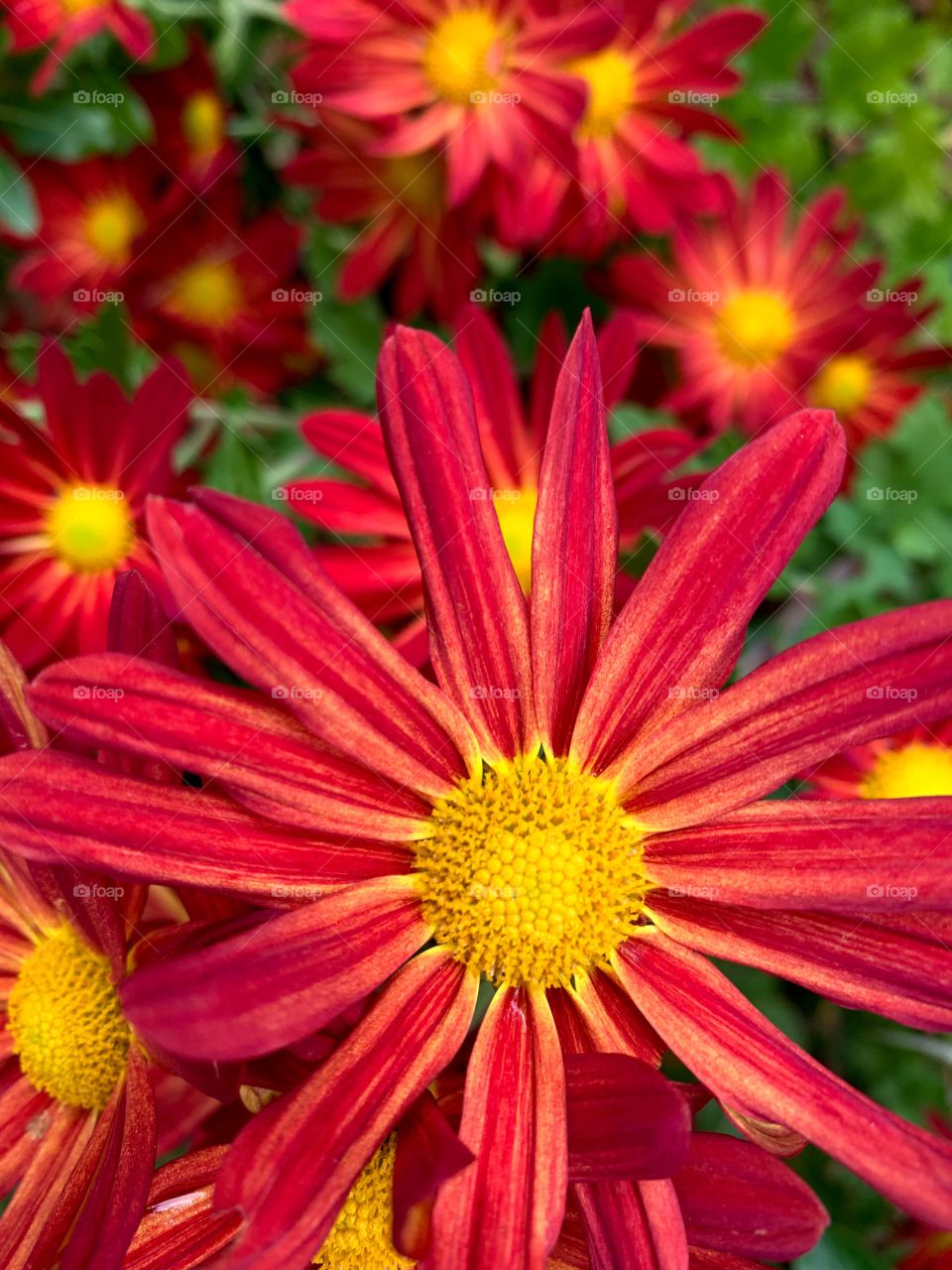 Bright yellow, orange, and red mums in a lovely garden with bright green leaves.