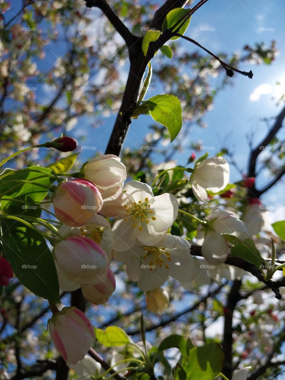 Spring Crab Apple Blossoms