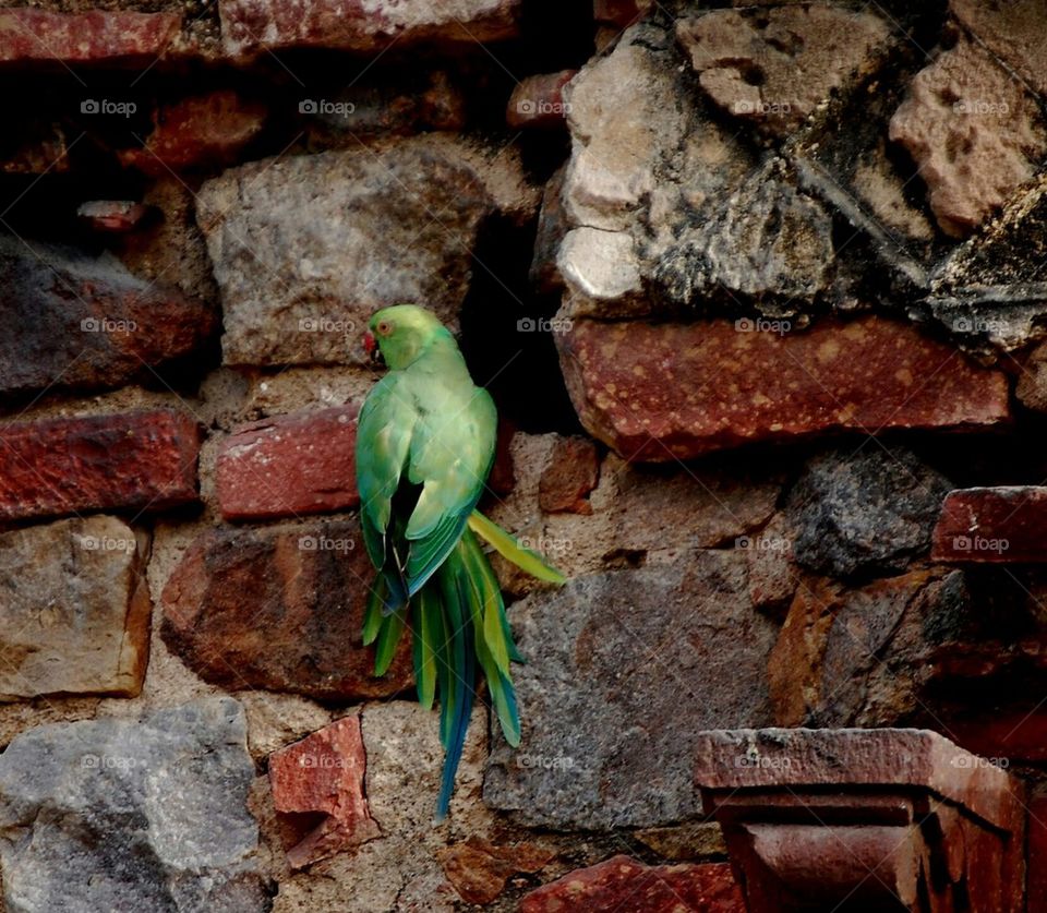Indian parrot