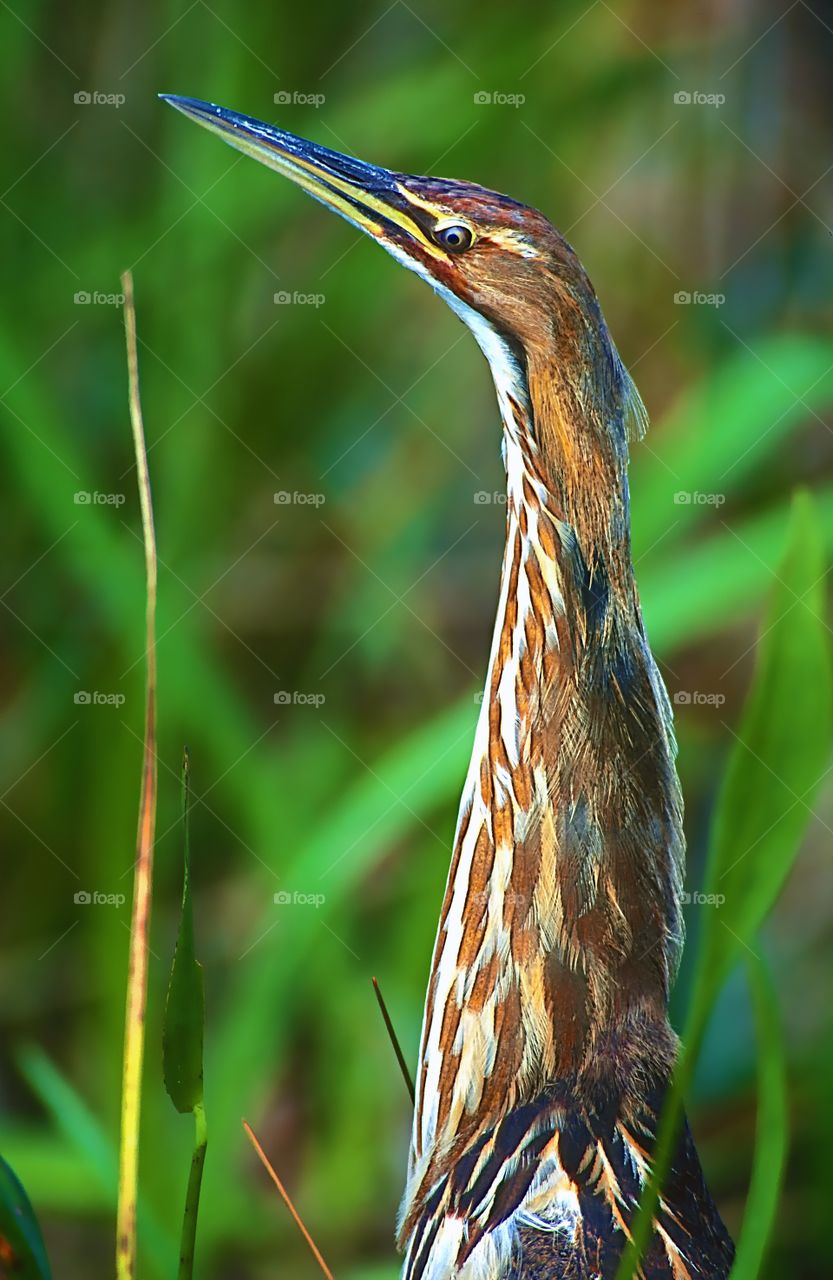 Once Bittern, twice shy. The elusive Bittern which is now endangered in many areas.