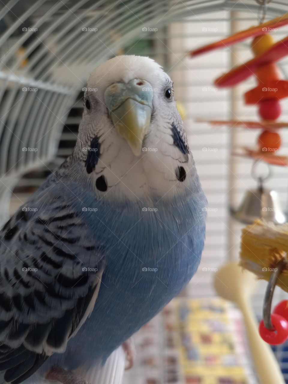 My name is Sol, I am a beautiful parakeet from Puerto Rico. 🇵🇷