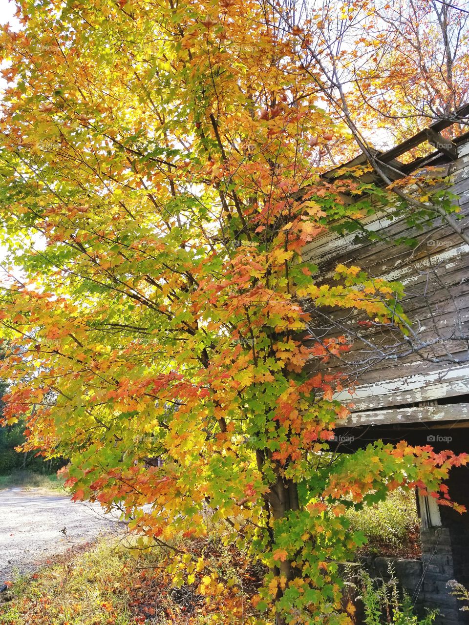 Fall, Leaf, Tree, Maple, Season