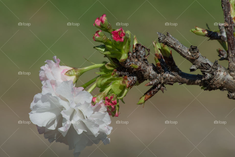 Japanese cherry tree/Cerejeira japonesa.