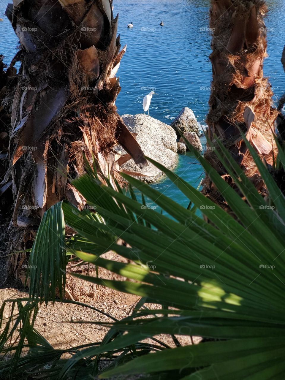 Birdwatching Between the Trees