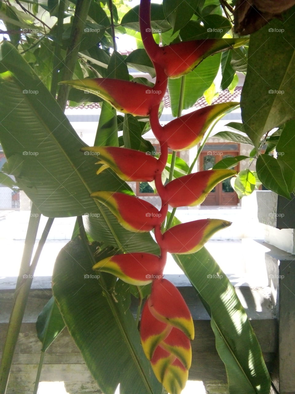 bungan pisang