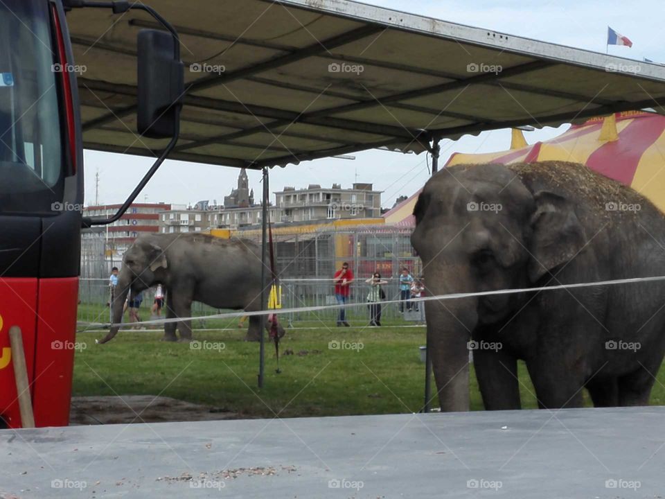 Éléphants de cirque