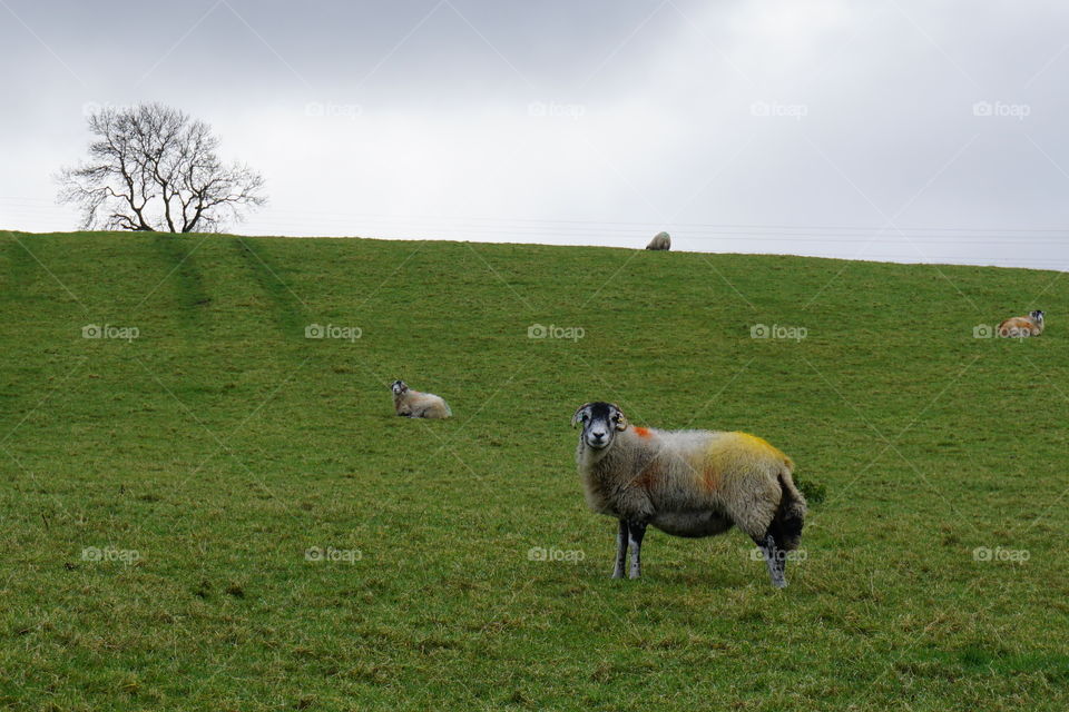 Weardale Sheep ... not sure why he has so many colourful markers as farmers usually only choose the one colour to mark their sheep ... I think he looks great 💙❤️💚🧡