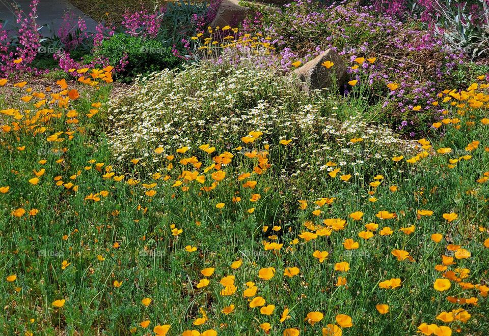 Flower Garden in the Yard