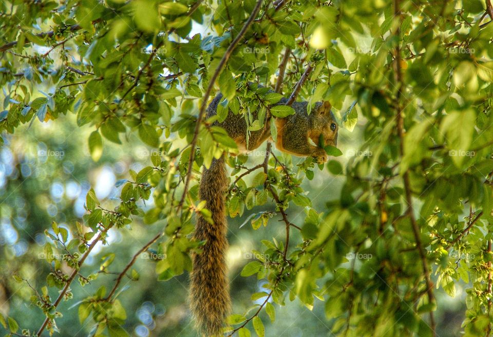 Squirrel hanging on tree