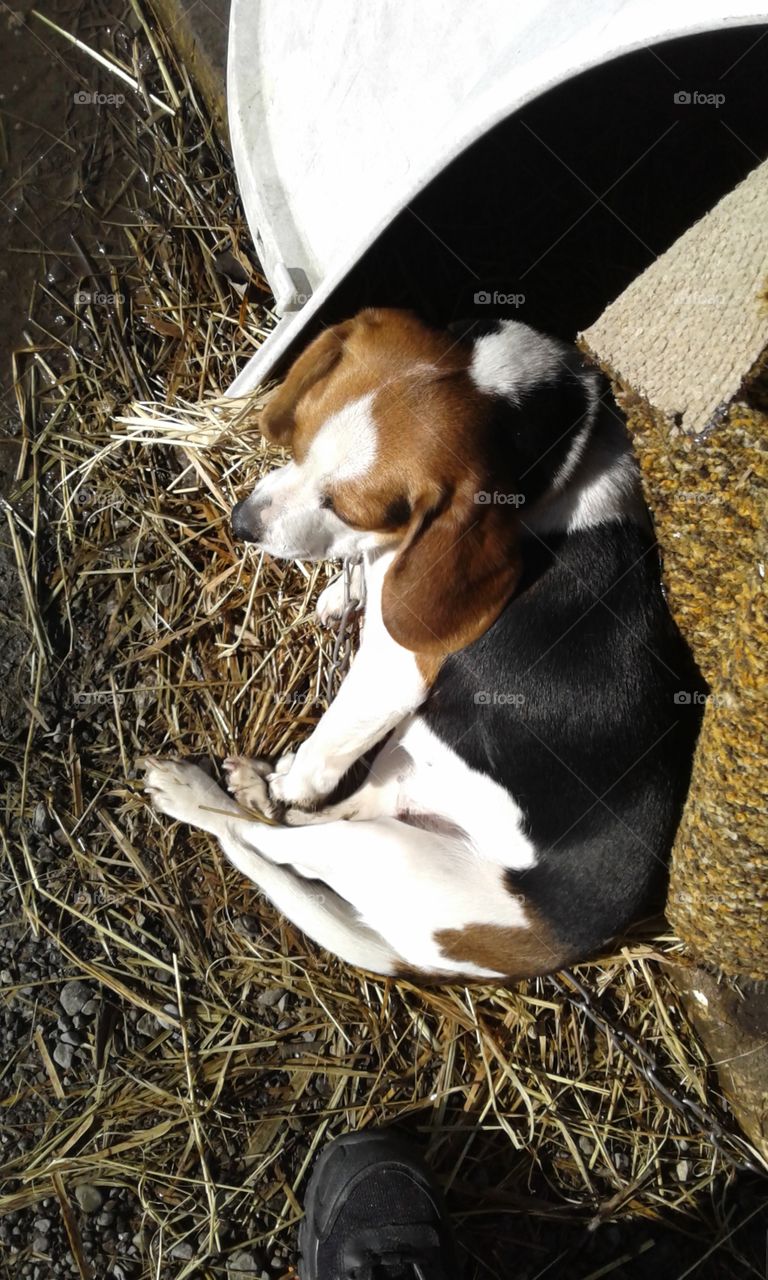 Kaylee enjoying the sun as always :-)