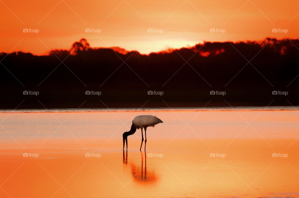 Ave Símbolo do Pantanal se alimentando ao por do Sol.