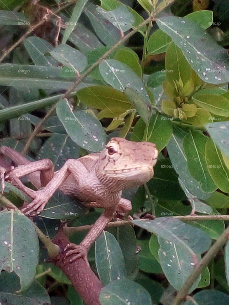 chameleon animal nature