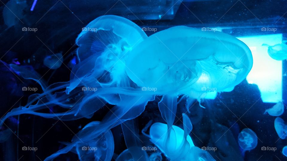 beautiful jelly fish under blue light in aquarium