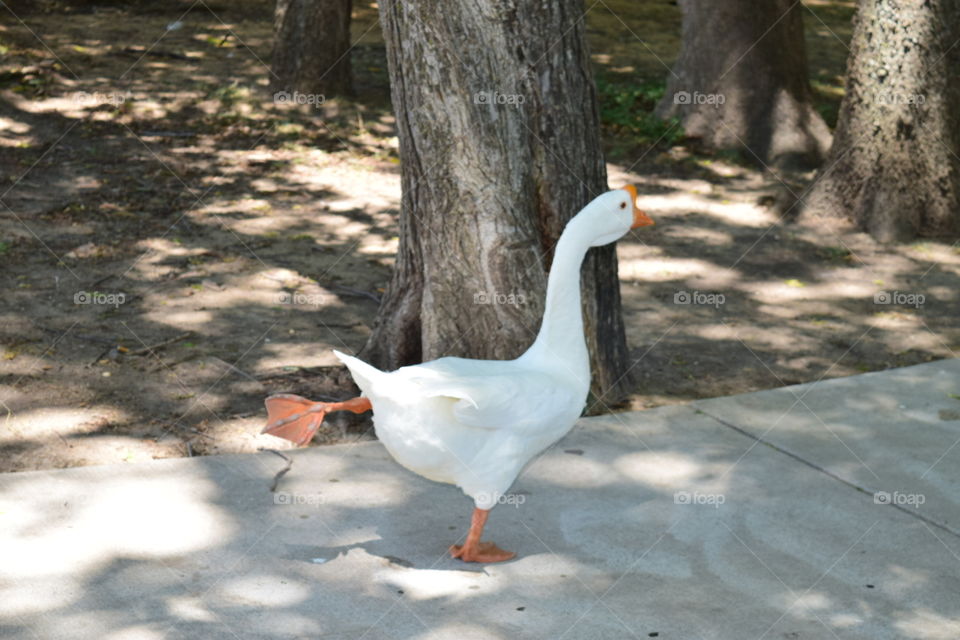 Goose doing yoga