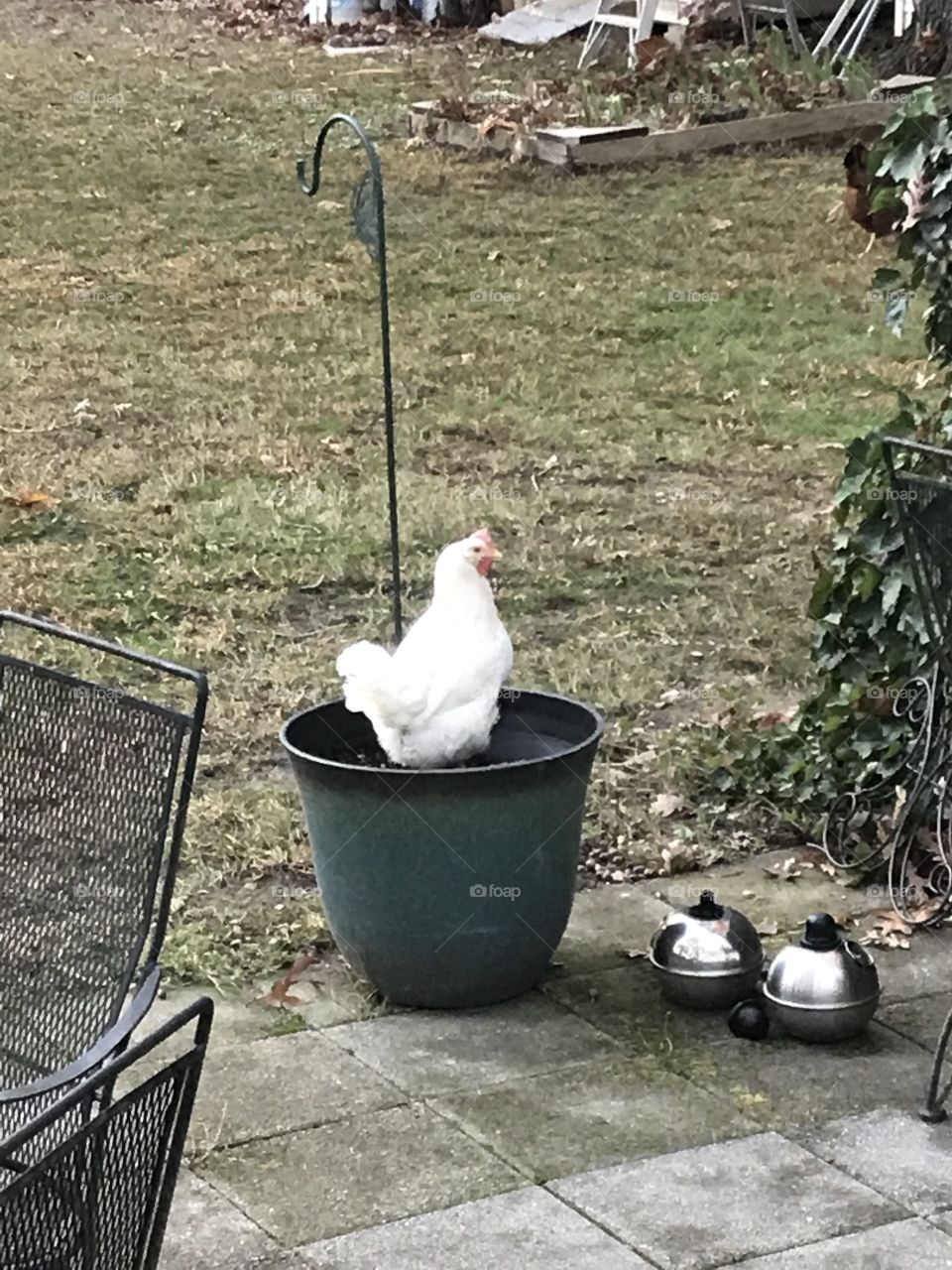 Hen in a pot