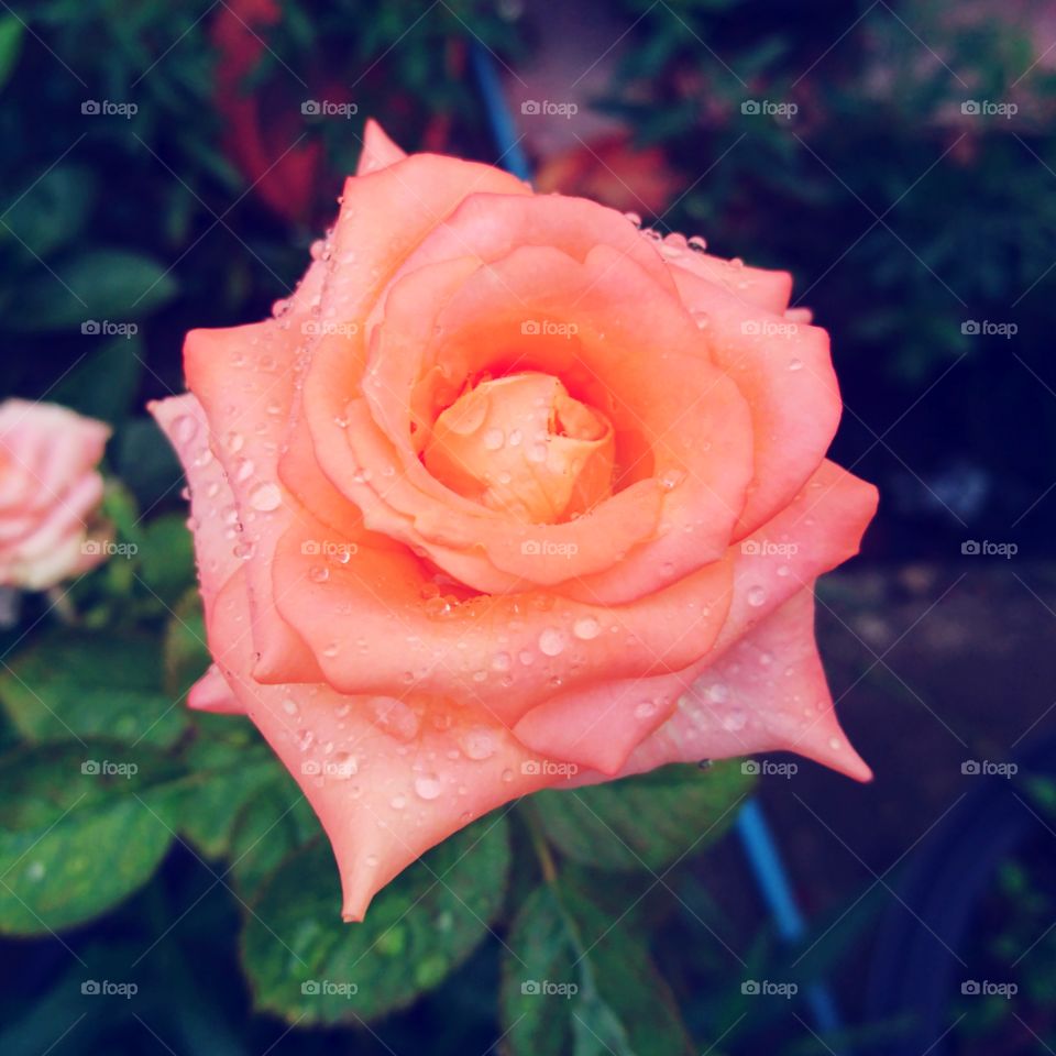 old rose
