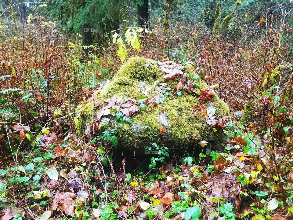 fall in the Pacific northwest forest