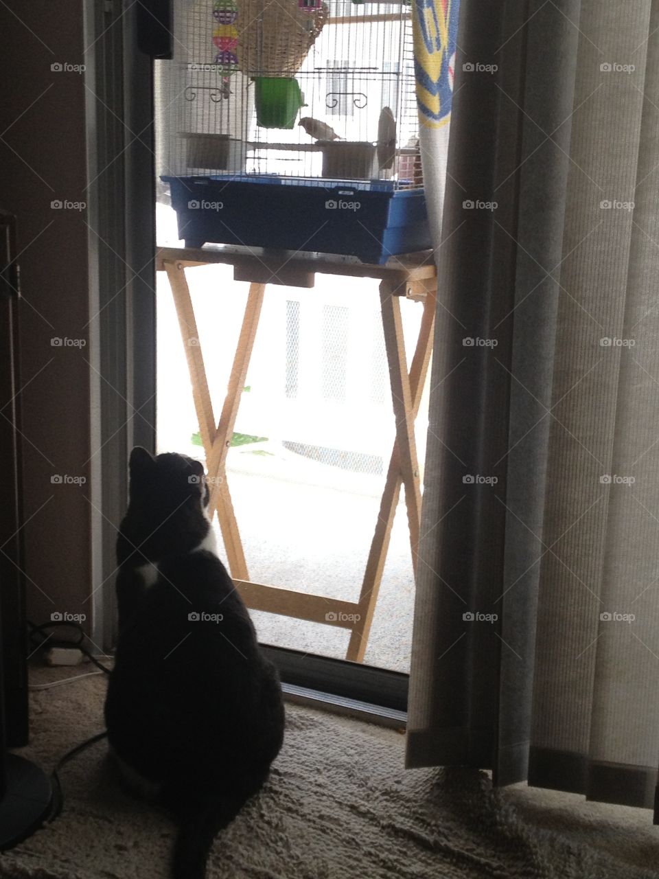 Cat watching bird
