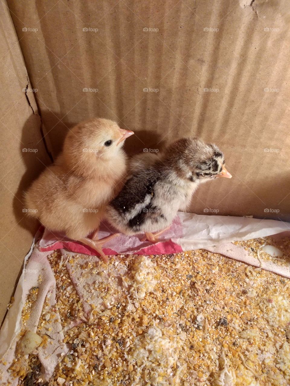 Sell Your First Photo on Foap