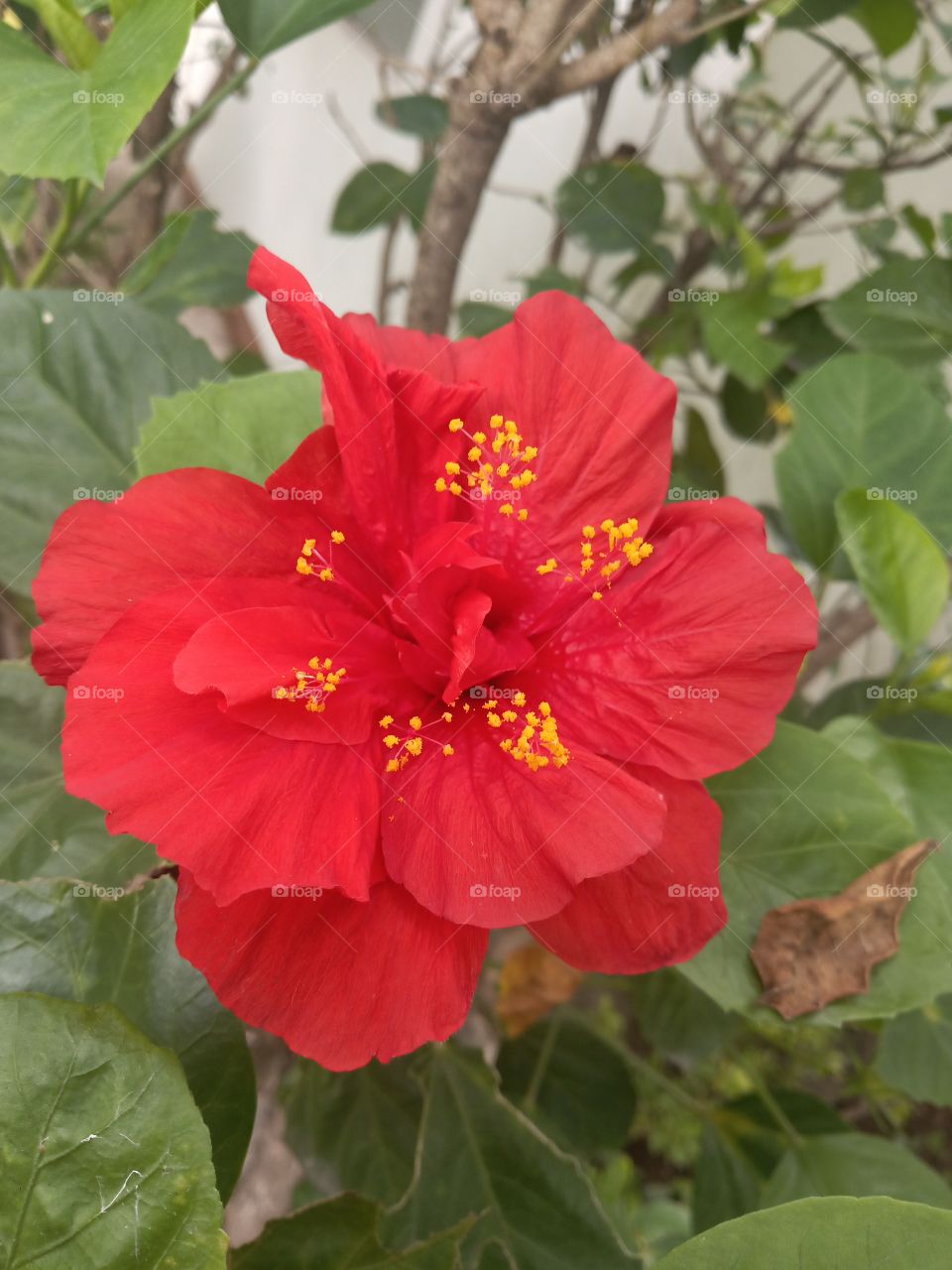 Hibiscus red