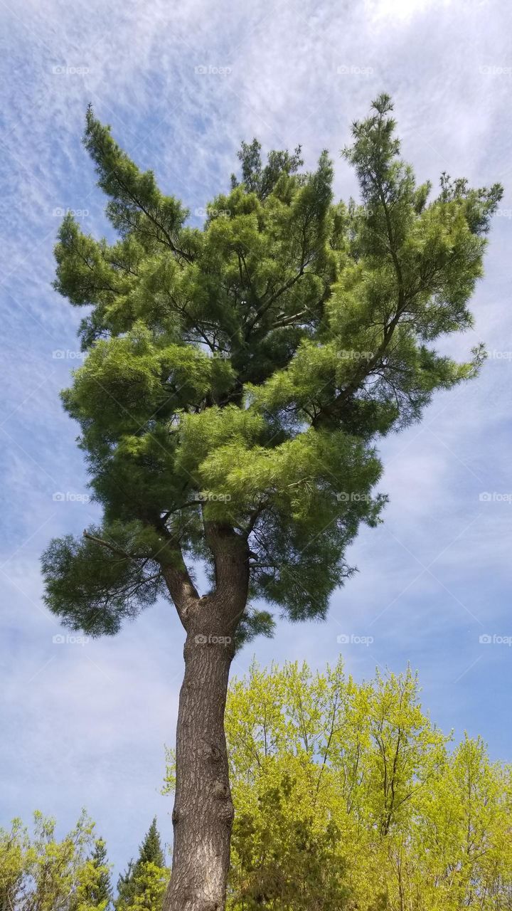 My Favorite Pine Tree ~ In Our Backyard