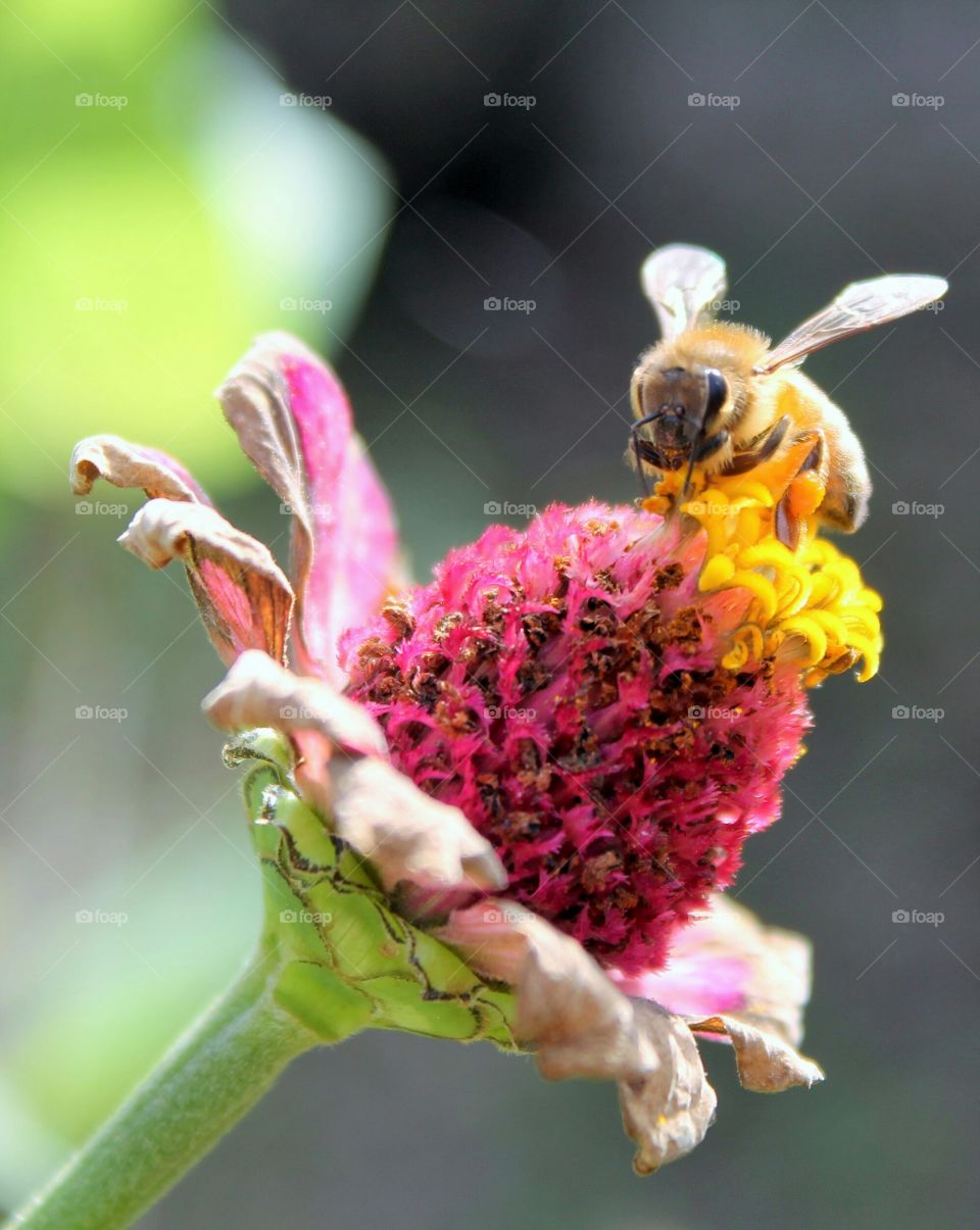 Bee pollinating on pink flower