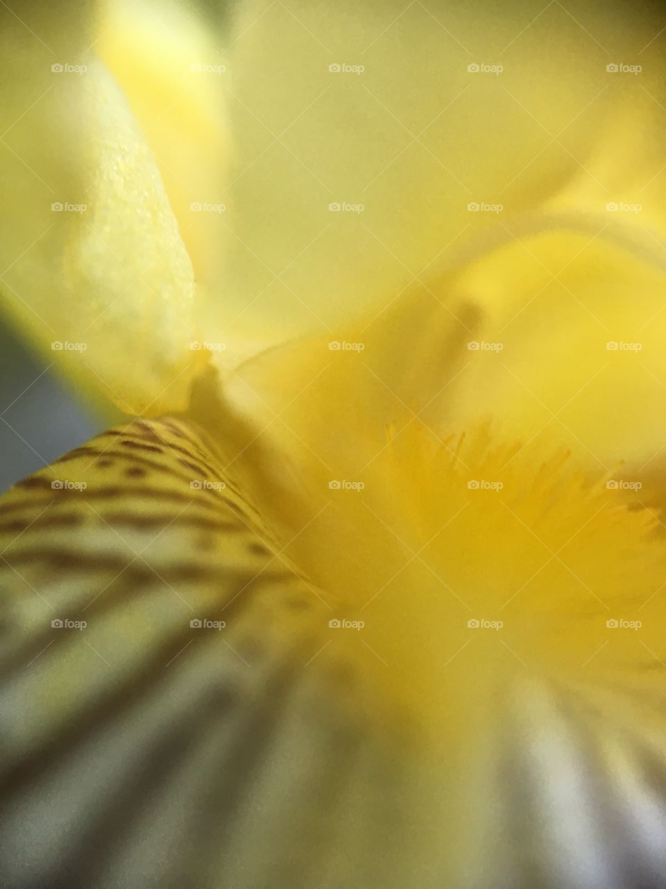 Yellow iris closeup