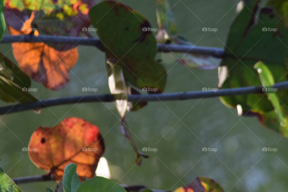 Leaves