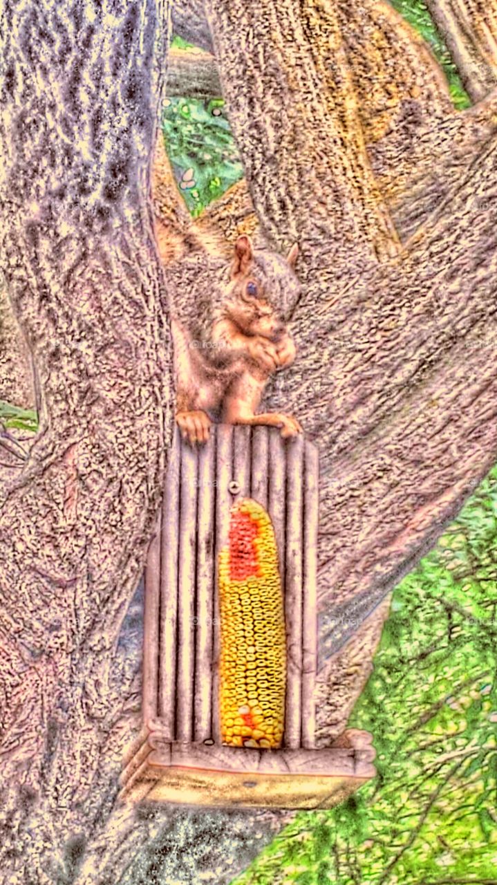 "Squirrel Eating Corn". Squirrel Eating Corn In Tree