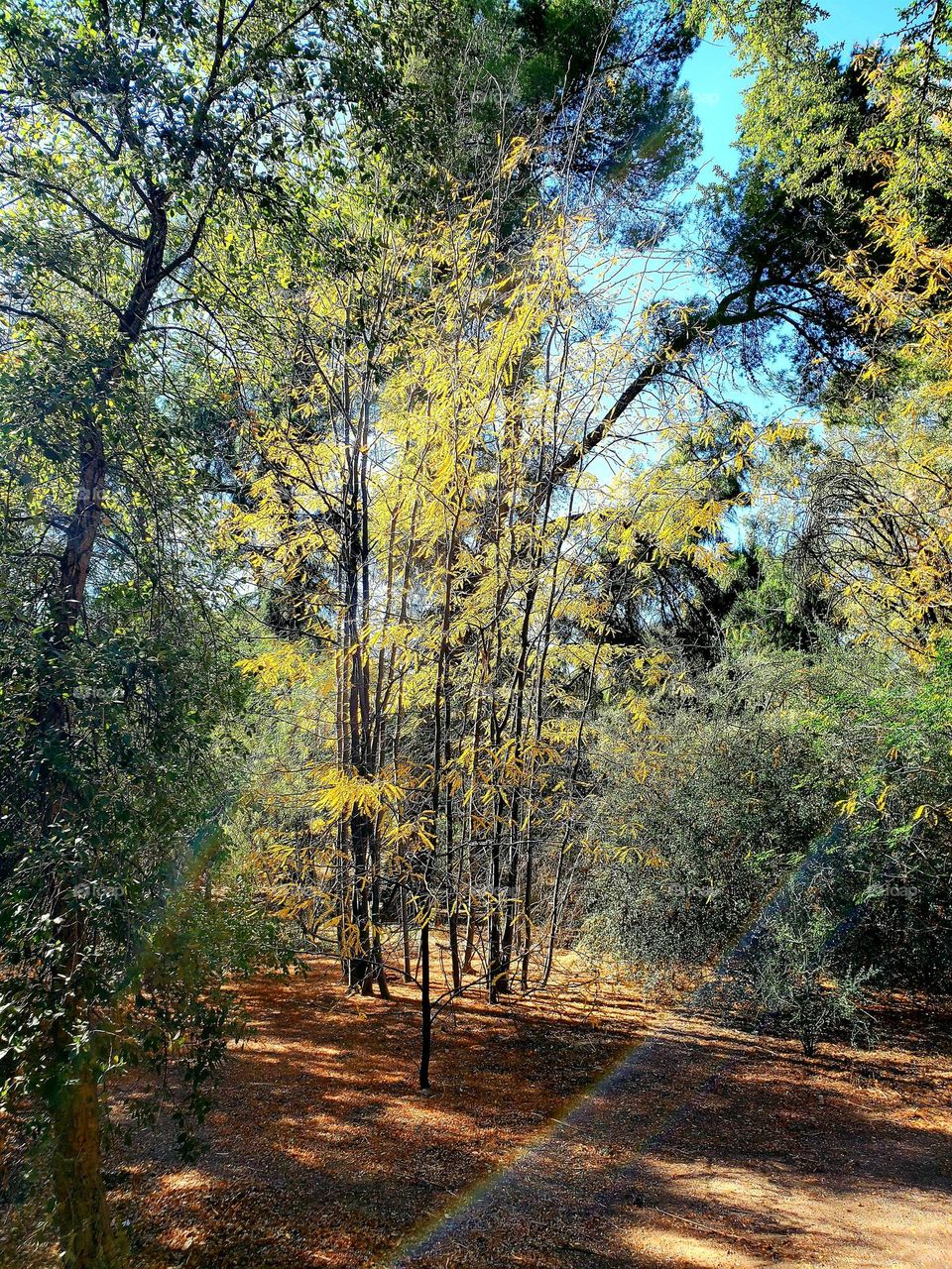 Autumn Colors in the Arizona Desert