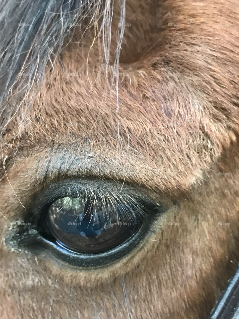 Watchful eye of an Arabian horse