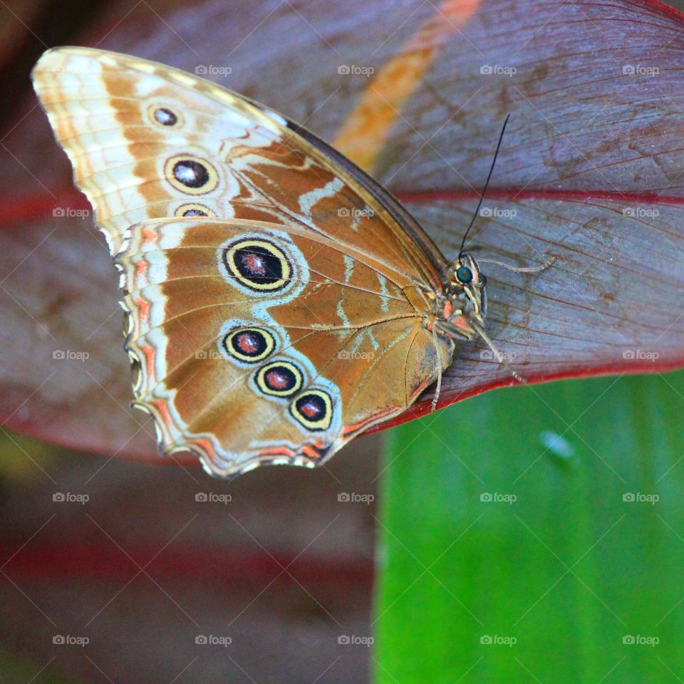 Extreme close-up of butterfly